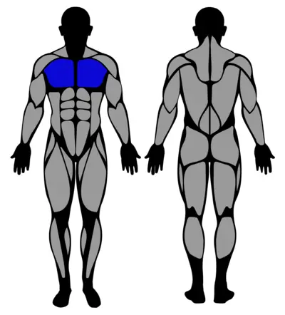 Bent Over Explosive Chest Press muscle groups