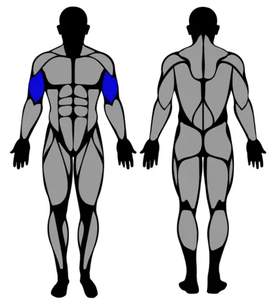 Long Range Bicep Curl muscle groups